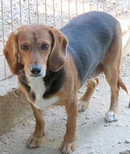 VIVIAN, Hund, Beagle-Mix in Zypern - Bild 3