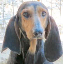 CLARK2, Hund, Jagdhund-Mix in Zypern - Bild 1