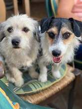 MAX, Hund, Jack Russell Terrier in Sankt Augustin - Bild 7