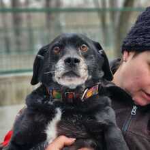 MENYHERT, Hund, Mischlingshund in Belgien - Bild 1