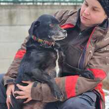 MENYHERT, Hund, Mischlingshund in Belgien - Bild 2