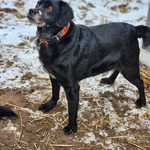 MENYHERT, Hund, Mischlingshund in Belgien - Bild 3