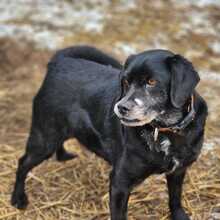 MENYHERT, Hund, Mischlingshund in Belgien - Bild 4