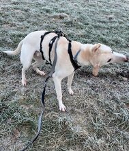 FRIDGE, Hund, Windhund-Mix in Baiersdorf - Bild 2