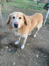 JULO, Hund, Mischlingshund in Rumänien - Bild 3