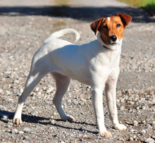 PEGIE, Hund, Foxterrier in Slowakische Republik - Bild 1