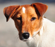 PEGIE, Hund, Foxterrier in Slowakische Republik - Bild 2