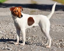 PEGIE, Hund, Foxterrier in Slowakische Republik - Bild 3