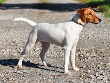 PEGIE, Hund, Foxterrier in Slowakische Republik - Bild 4