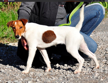 PEGIE, Hund, Foxterrier in Slowakische Republik - Bild 5