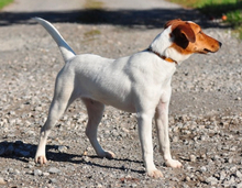 PEGIE, Hund, Foxterrier in Slowakische Republik - Bild 6