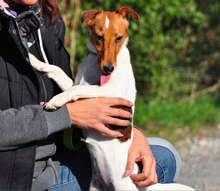 PEGIE, Hund, Foxterrier in Slowakische Republik - Bild 7