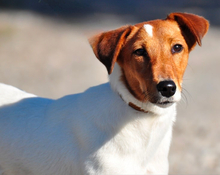 PEGIE, Hund, Foxterrier in Slowakische Republik - Bild 8