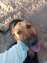 NEELA, Hund, Mischlingshund in Miesbach