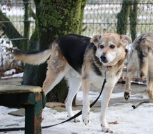 MONTI, Hund, Mischlingshund in Großröhrsdorf - Bild 1