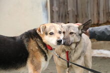 MONTI, Hund, Mischlingshund in Großröhrsdorf - Bild 3