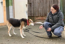 MONTI, Hund, Mischlingshund in Großröhrsdorf - Bild 4