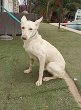 TOY, Hund, Podenco-Mix in Spanien - Bild 2