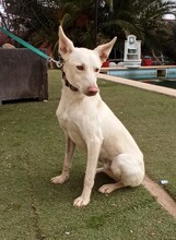 TOY, Hund, Podenco-Mix in Spanien - Bild 3