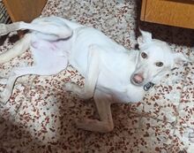 TOY, Hund, Podenco-Mix in Spanien - Bild 4