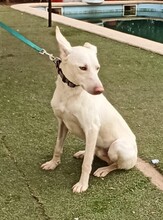 TOY, Hund, Podenco-Mix in Spanien - Bild 5