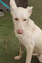 TOY, Hund, Podenco-Mix in Spanien - Bild 7