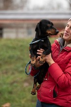 BALDWIN, Hund, Mischlingshund in Büren - Bild 1