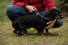 BALDWIN, Hund, Mischlingshund in Büren - Bild 10