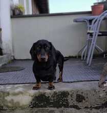 BALDWIN, Hund, Mischlingshund in Büren - Bild 14