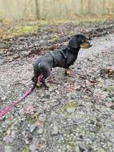 BALDWIN, Hund, Mischlingshund in Büren - Bild 15