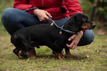 BALDWIN, Hund, Mischlingshund in Büren - Bild 2