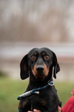 BALDWIN, Hund, Mischlingshund in Büren - Bild 3