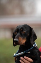 BALDWIN, Hund, Mischlingshund in Büren - Bild 4