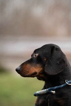 BALDWIN, Hund, Mischlingshund in Büren - Bild 5