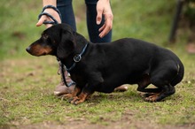 BALDWIN, Hund, Mischlingshund in Büren - Bild 6