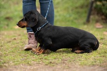 BALDWIN, Hund, Mischlingshund in Büren - Bild 7