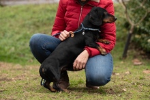 BALDWIN, Hund, Mischlingshund in Büren - Bild 8