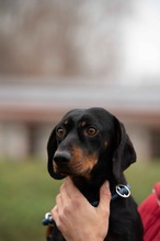 BALDWIN, Hund, Mischlingshund in Büren - Bild 9