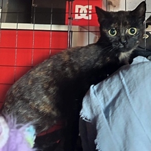 CARI, Katze, Europäisch Kurzhaar in Spanien - Bild 6