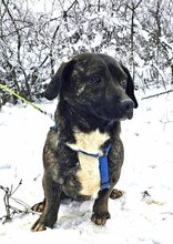 ANITA, Hund, Mischlingshund in Lehrte - Bild 6