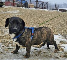 ANITA, Hund, Mischlingshund in Lehrte - Bild 7