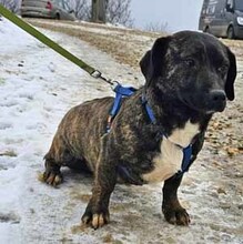 ANITA, Hund, Mischlingshund in Lehrte - Bild 8