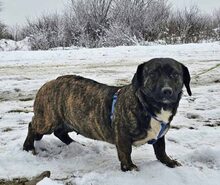 ANITA, Hund, Mischlingshund in Lehrte - Bild 9