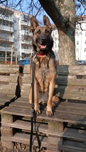 KENYA, Hund, Mischlingshund in Berlin - Bild 1