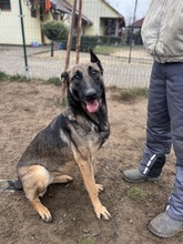 KENYA, Hund, Mischlingshund in Berlin - Bild 10