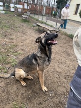 KENYA, Hund, Mischlingshund in Berlin - Bild 12