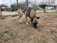 KENYA, Hund, Mischlingshund in Berlin - Bild 13