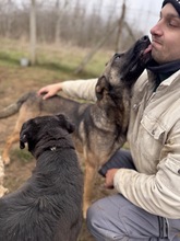 KENYA, Hund, Mischlingshund in Berlin - Bild 14