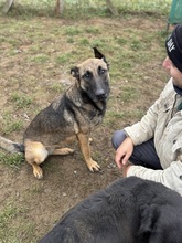 KENYA, Hund, Mischlingshund in Berlin - Bild 15