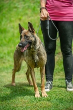 KENYA, Hund, Mischlingshund in Berlin - Bild 16